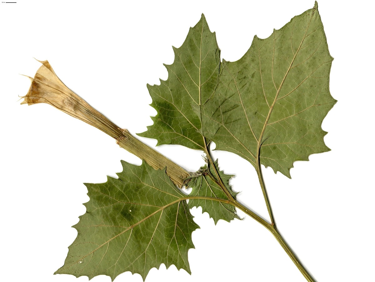 Datura stramonium (Solanaceae)